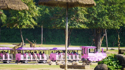 4万公里 ，100%出勤率！！！pg电子旅行车助力长隆打造陶醉式生态之旅