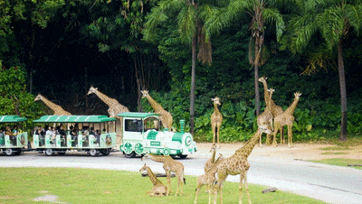 4万公里 ，100%出勤率！！！pg电子旅行车助力长隆打造陶醉式生态之旅